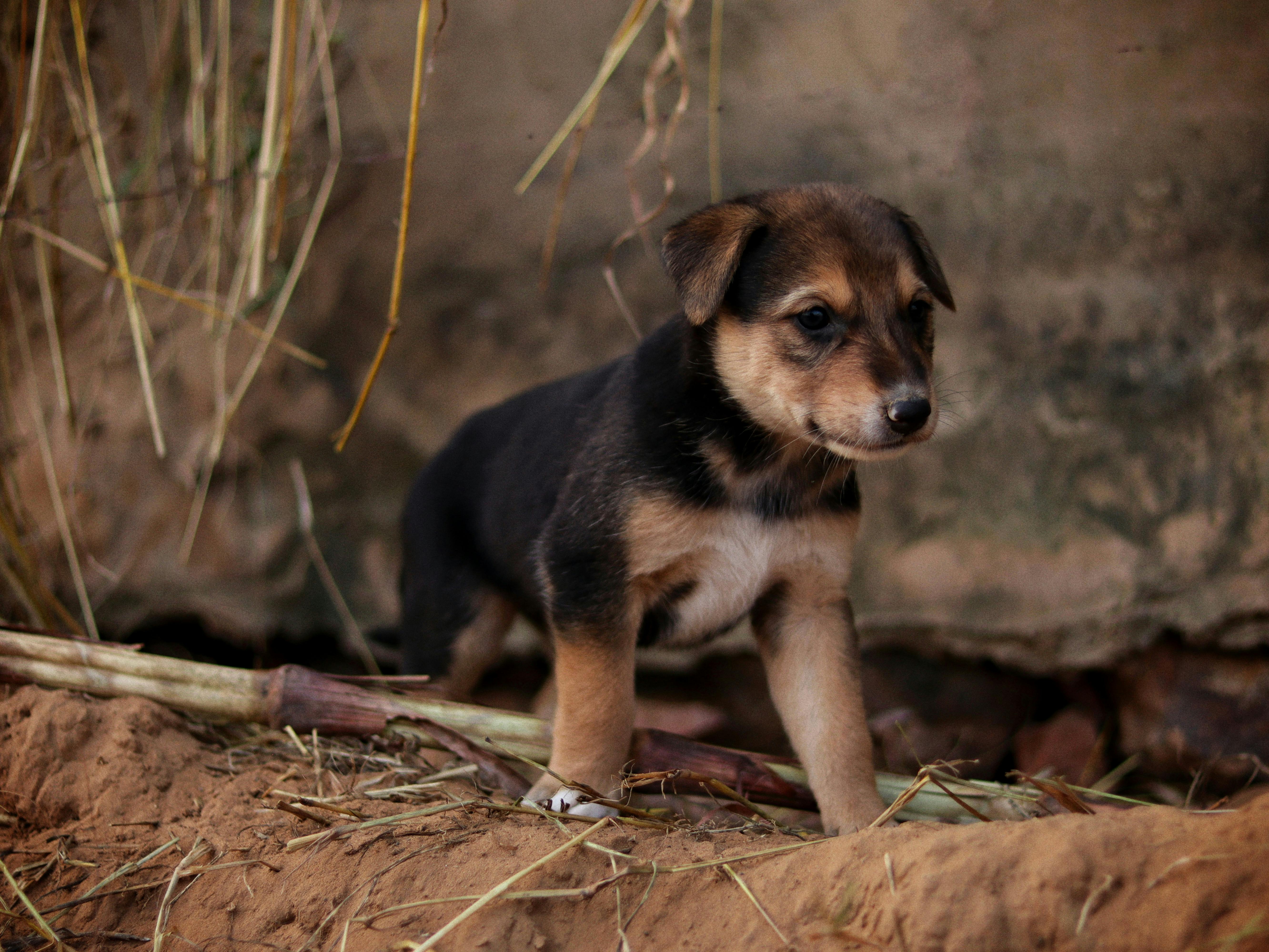 강아지가 한쪽으로 걷는 이유, 우리 강아지 …